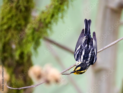 Oranjekeelzanger, Blackburnian Warbler, Dendroica fusca photo