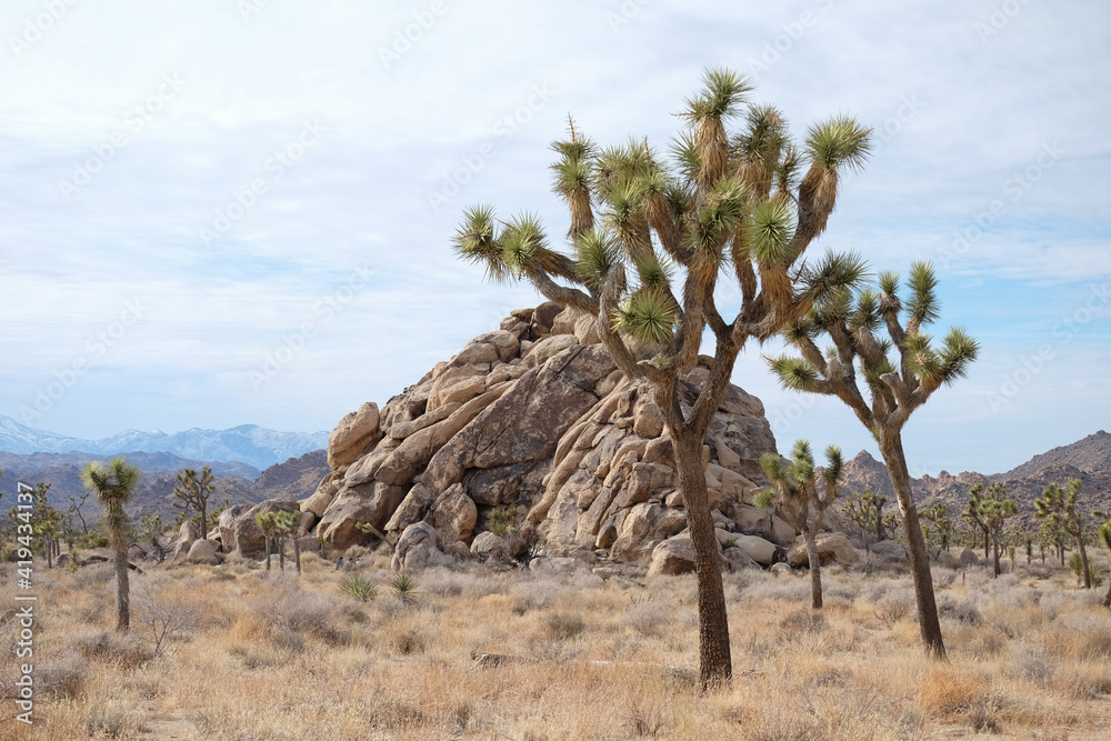Joshua Tree National Park in California US