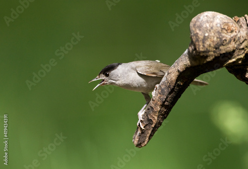 Zwartkop, Blackcap, Sylvia atricapilla photo