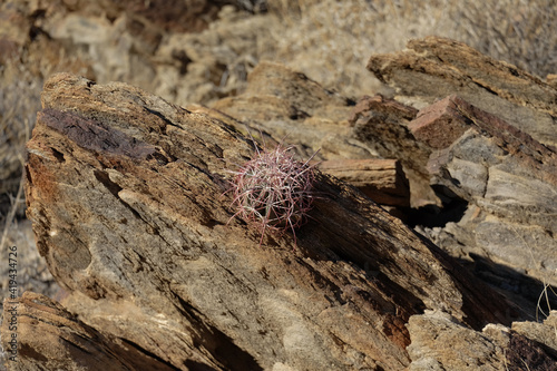 Indian Canyon Trail. Palm Springs California