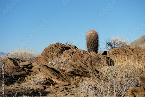Indian Canyon Trail. Palm Springs California