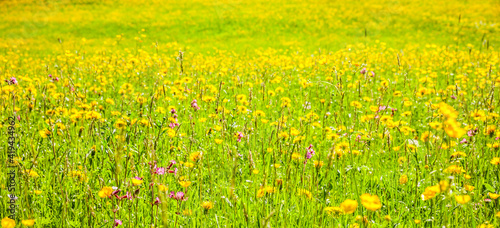 Gelbe Löwenzahnblumen in einer Frühlingswiese © by-studio