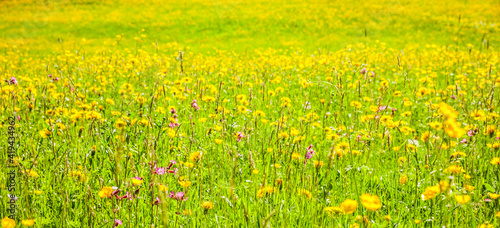 Gelbe Löwenzahnblumen in einer Frühlingswiese