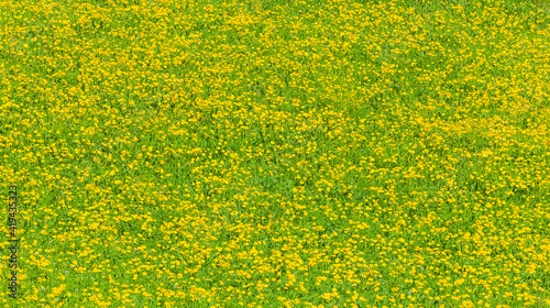 Frühlingswiese mit Gelben Löwenzahnblumen