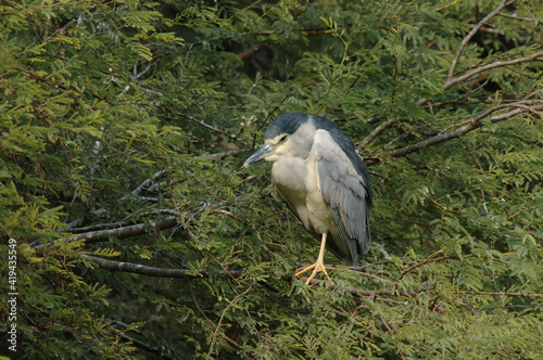 Black-crowned Night Heron, Kwak, Nycticorax nycticorax