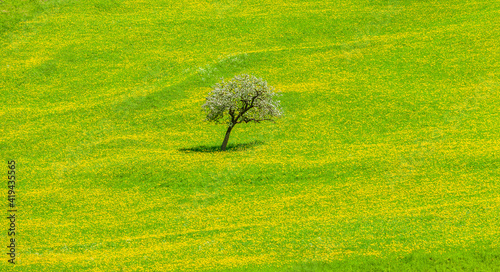 Blühender Apfelbaum in einer Frühlingswiese