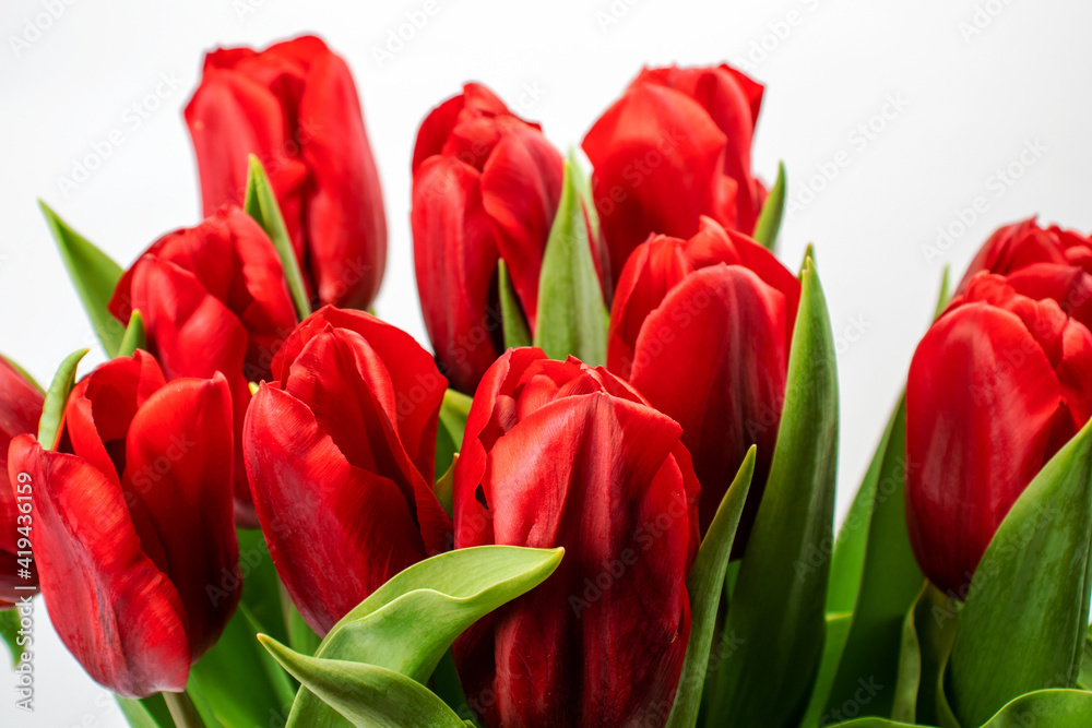 Greeting Card beautiful tulips flower background. Photography for design. Greeting Card beautiful tulips flower background. Photography for design.