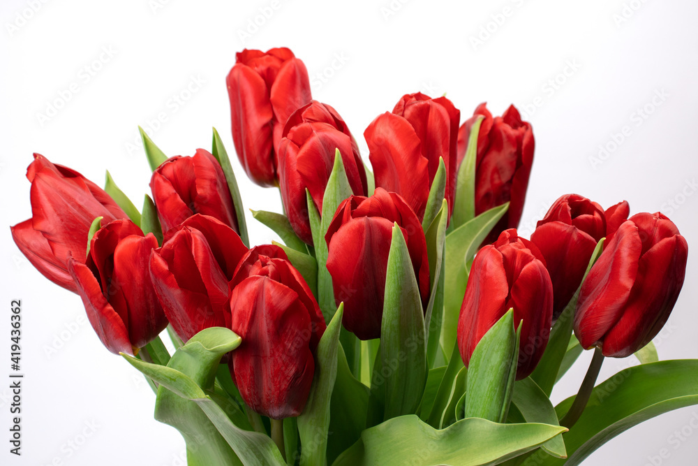 Greeting Card beautiful tulips flower background. Photography for design. Greeting Card beautiful tulips flower background. Photography for design.