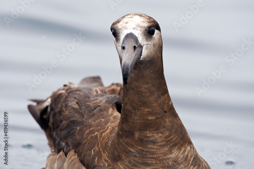 Zwartvoetalbatros, Black-footed Albatross, Diomedea nigripes photo