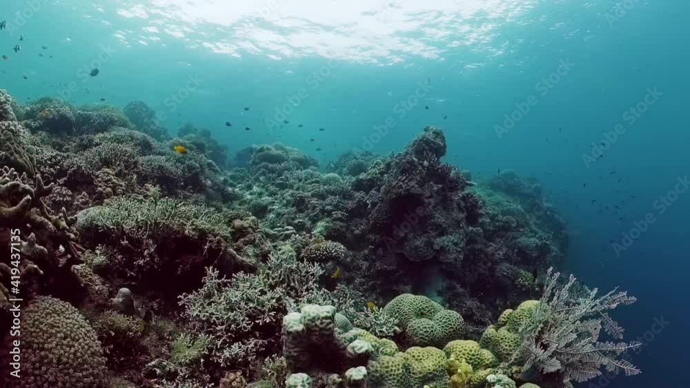 Underwater fish reef marine. Tropical colorful underwater seascape with coral reef. Panglao, Bohol, Philippines.