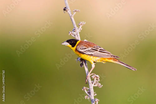 Zwartkopgors, Black-headed Bunting, Emberiza melanocephala photo