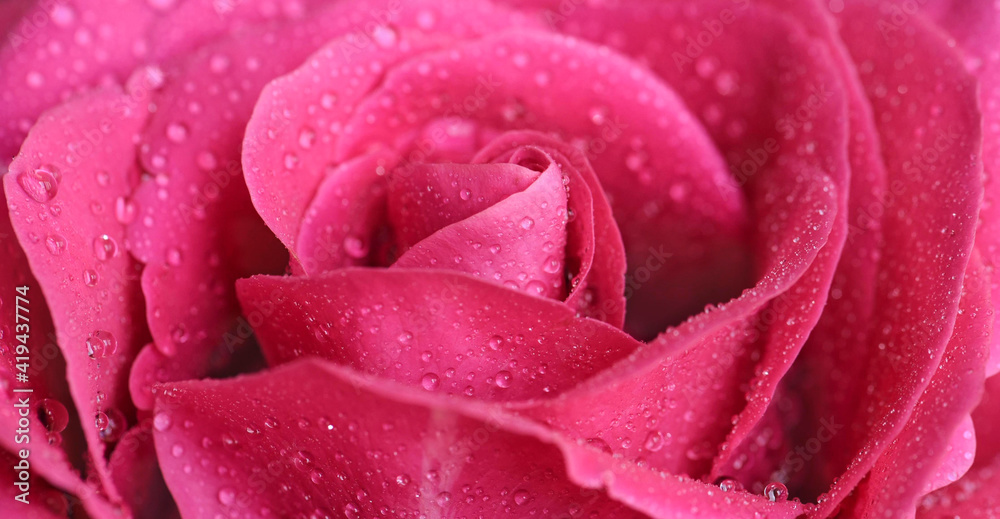 pink rose with drops pink rose with drops