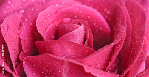 pink rose with drops