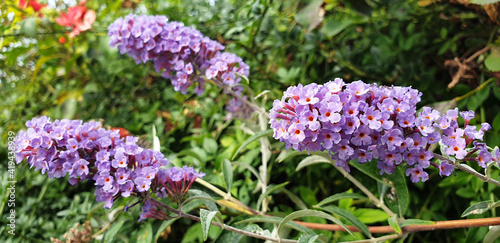 Tableau sur toile A bush of violet flowers Buddleja davidii or Buddleja. Panorama.
