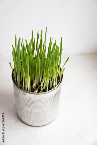 Young sprouts of green grass for cats. The grass grows in a metal pot. Vitamins for pets.