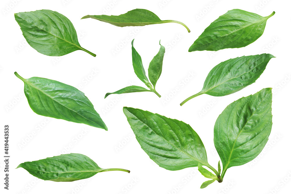 Fresh Green Leaves of Sweet Basil, Thai Basil Isolated on White Background with Clipping Path