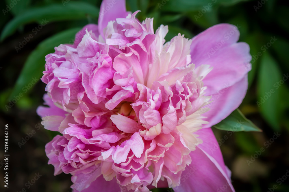 Close-up of large shabby pink Peony  against blurred green garden background.
