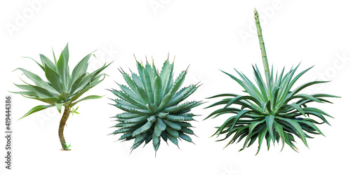 Set of Agave Plants Isolated on White Background with Clipping Path © masummerbreak