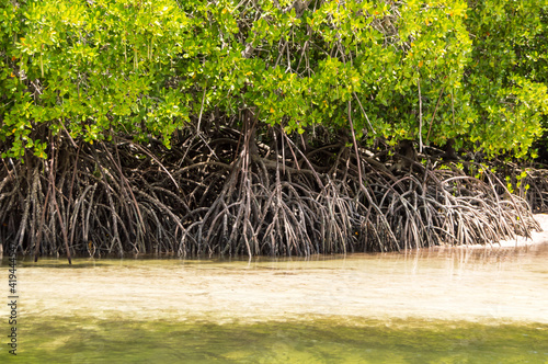 Mangroves with white sand photo