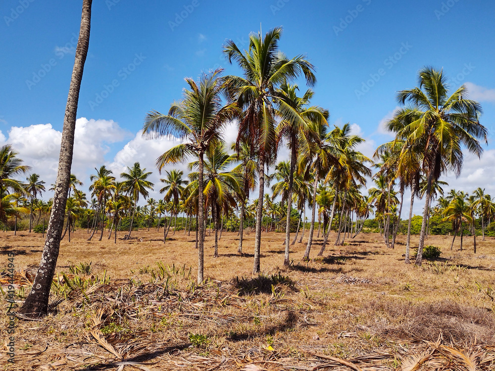 Fototapeta premium palm trees on the beach