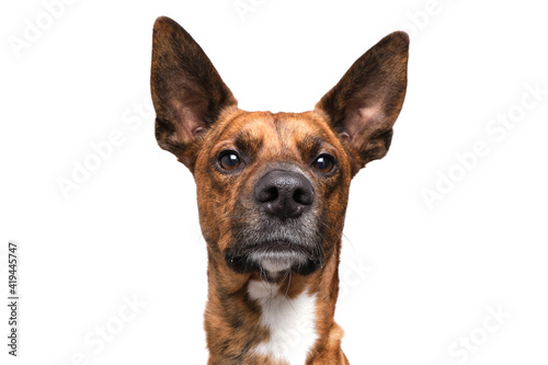 brown dog funny faces white background in studio