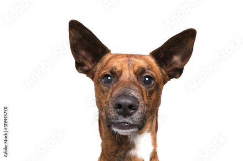 brown dog funny faces white background in studio
