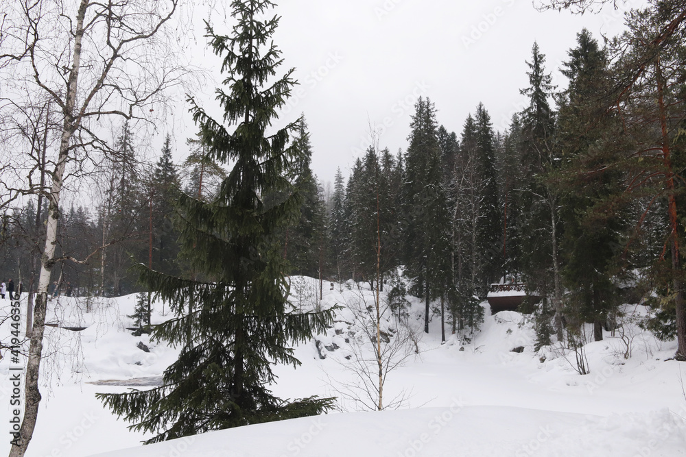 Fototapeta premium snow covered trees