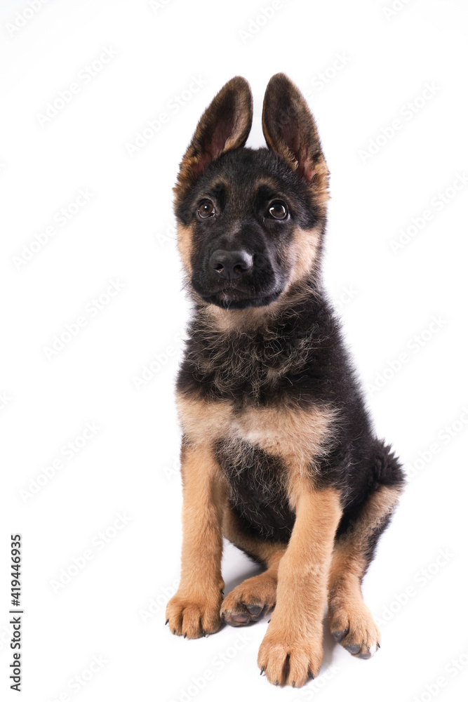 German shepherd puppy with white background in studio