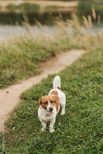 jack russell terrier walking on the grass.