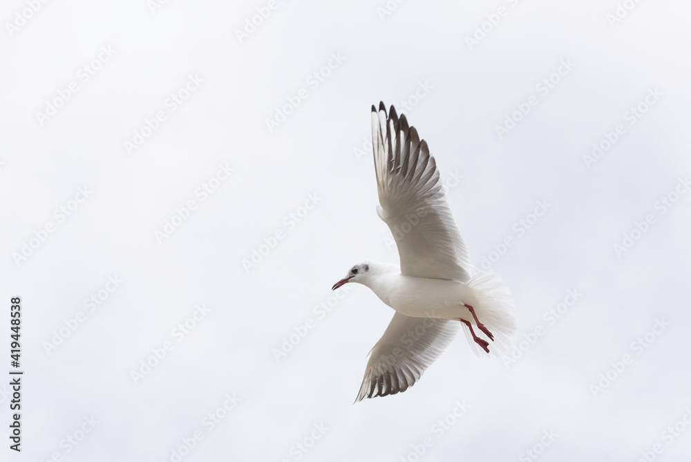 Obraz premium Seagull in flight on a clear sky