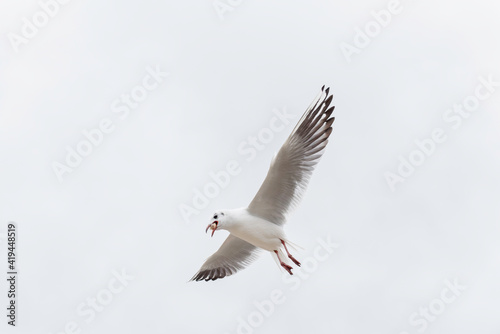 Seagull eating in flight sur un ciel clair
