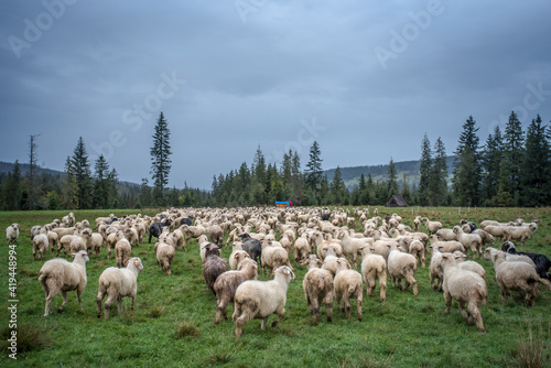 Wypas owiec, Tatry