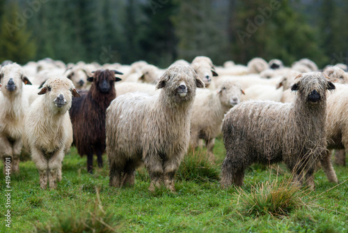 Wypas owiec, Tatry