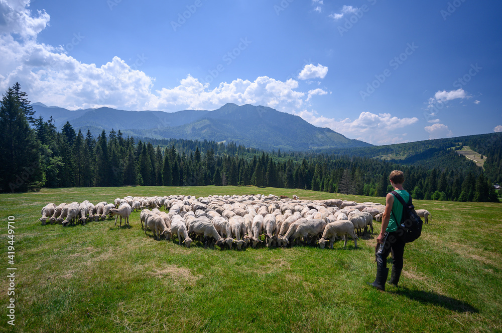 Wypas owiec,  Tatry - obrazy, fototapety, plakaty 