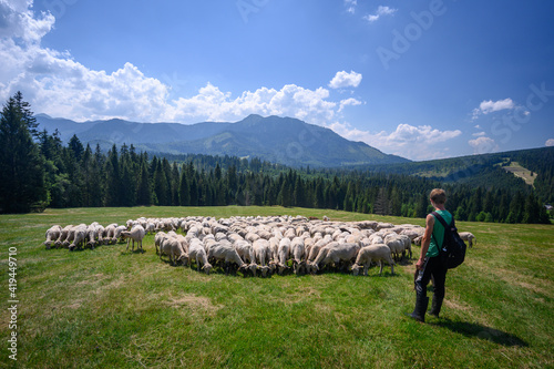 Obraz na płótnie Wypas owiec, Tatry w salonie