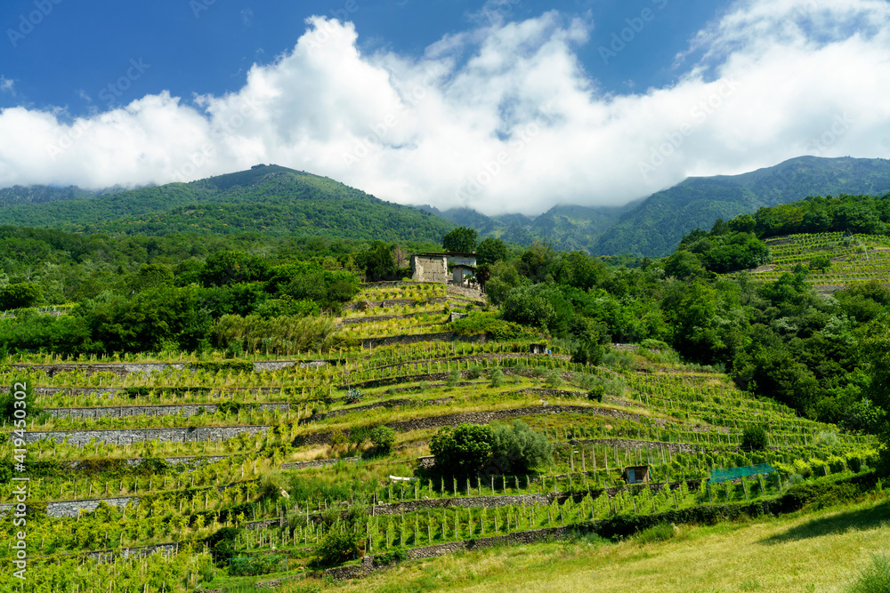 Vineyard of Valtellina at Traona