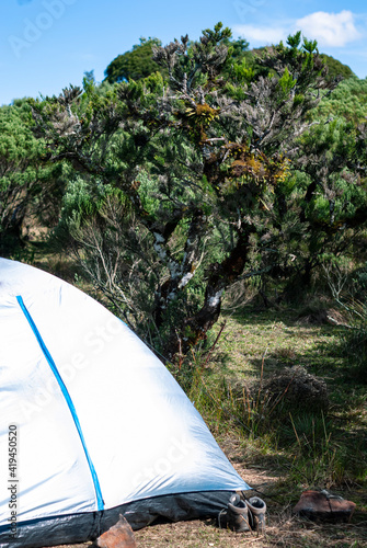 Camping tent among low and gnarled trees with blue sky in the background