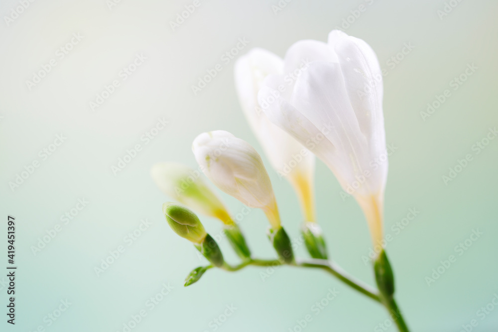 White freesia on pastel green background White freesia on pastel green background