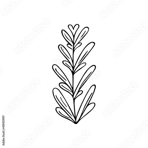 Hand-drawn plants.Doodle style  sketch simple botanical line drawing with floral elements minimalism.Isolated.Vector illustration.