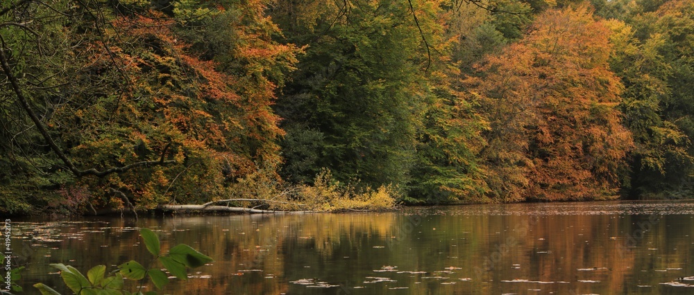 Wald See Herbst Banner