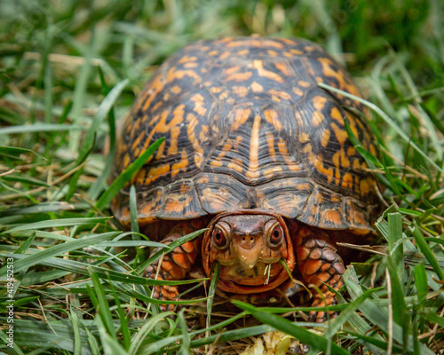 Male Eastern Box Turtle