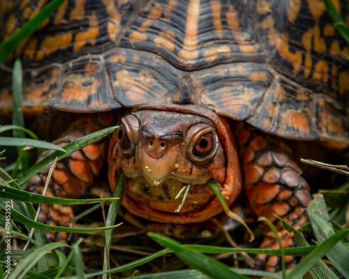 Male Eastern Box turtle. State Reptile for North Carolina