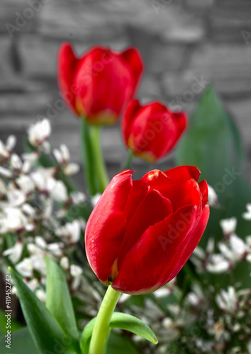 Red tulips in a glass vase on a gray background. Close up. High quality photo