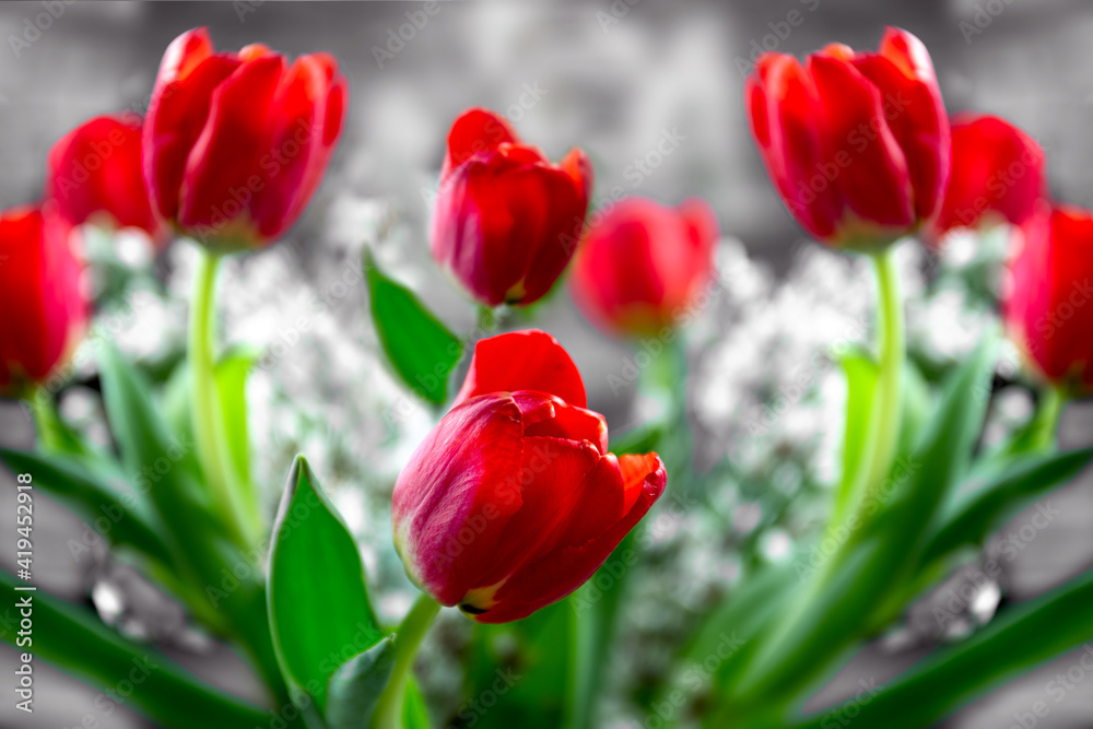 Red tulips in a glass vase on a gray background. Close up. High quality photo