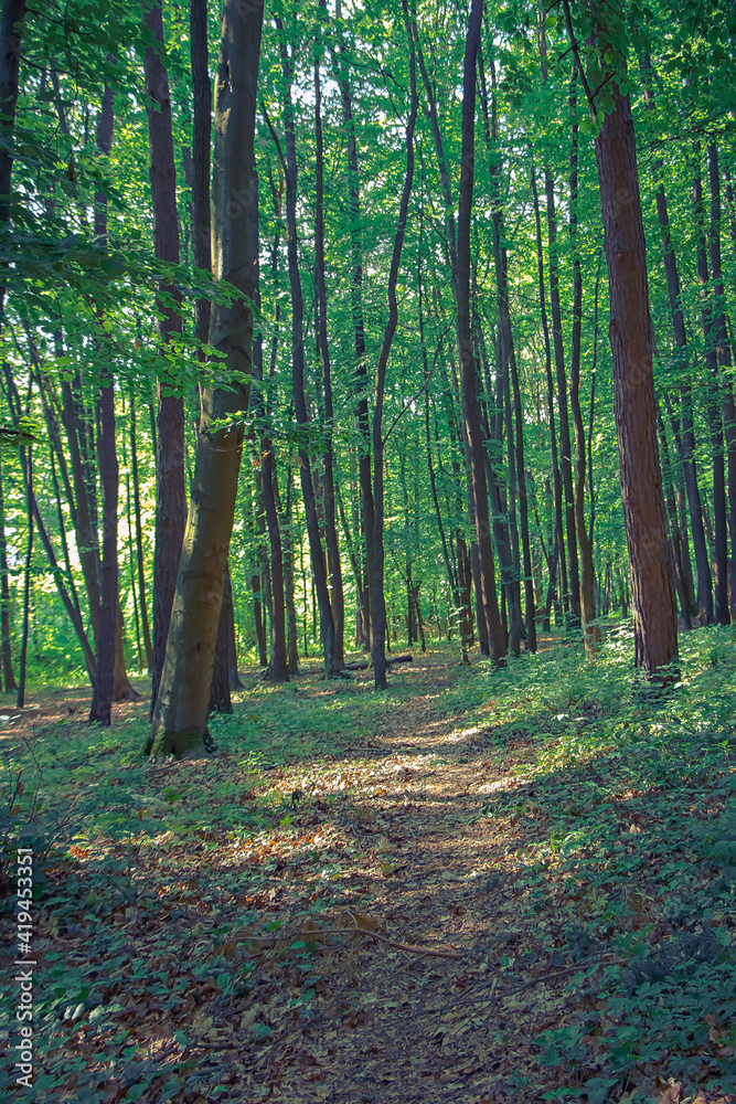 Obraz premium Panorama of green spring forest in vertical orientation