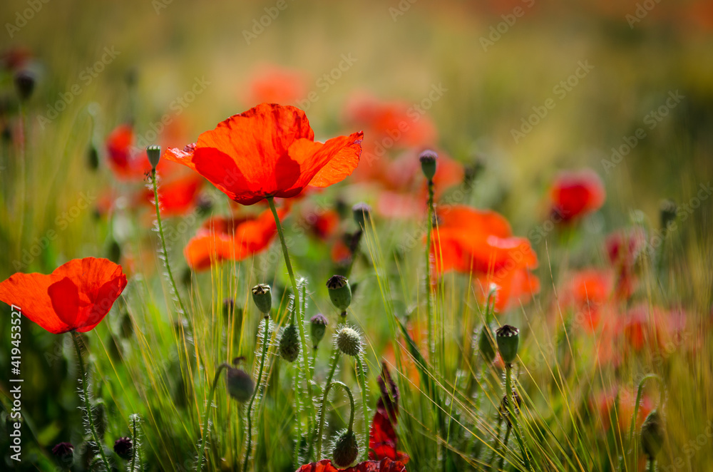 Naklejka premium poppy field on green grass in spring