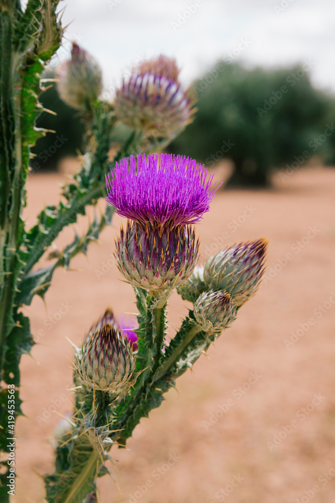 Thistle in the foreground in a field of olive trees. Vertical photo Thistle in the foreground in a field of olive trees. Vertical photo