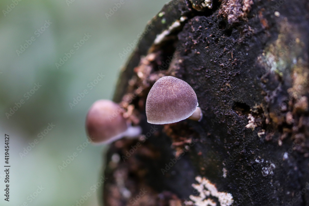 Obraz premium macro of a fly