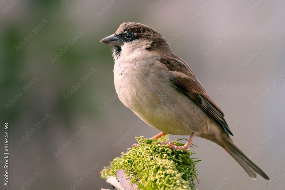 GORRION COMUN PASSER DOMESTICUS GORRION COMUN PASSER DOMESTICUS