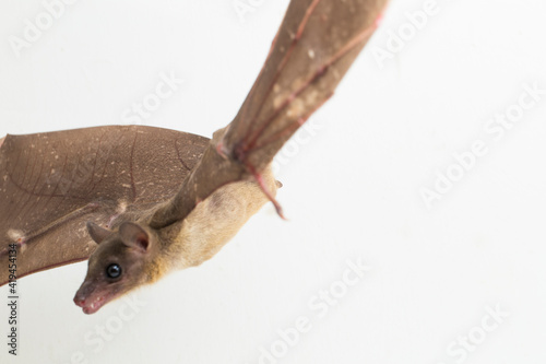  Indonesian Short-nosed Fruit Bat Cynopterus titthaecheilus isolated on white background
 photo